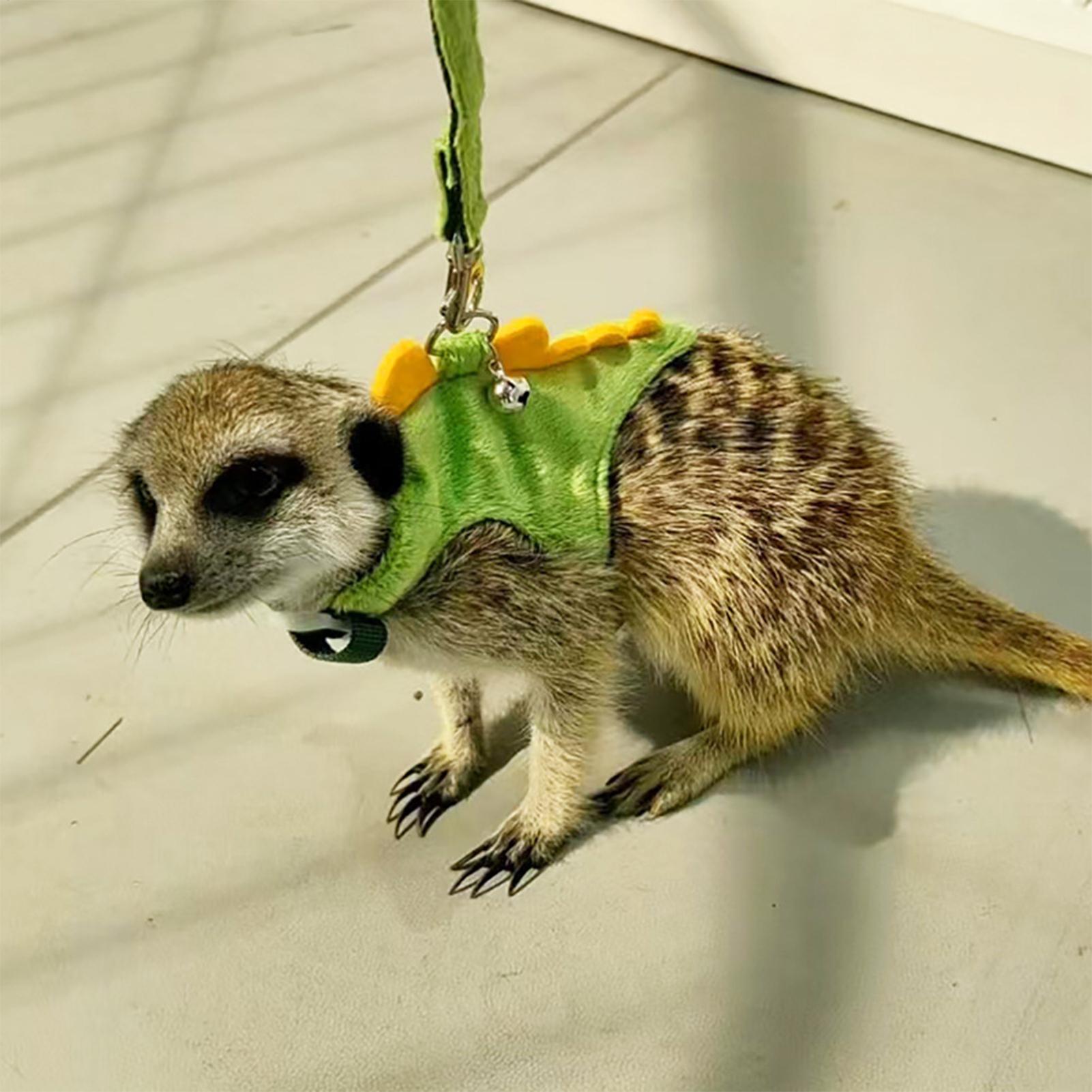 Adjustable Small Pets Harness  - Outdoor Adventure Walks のレビューと価格