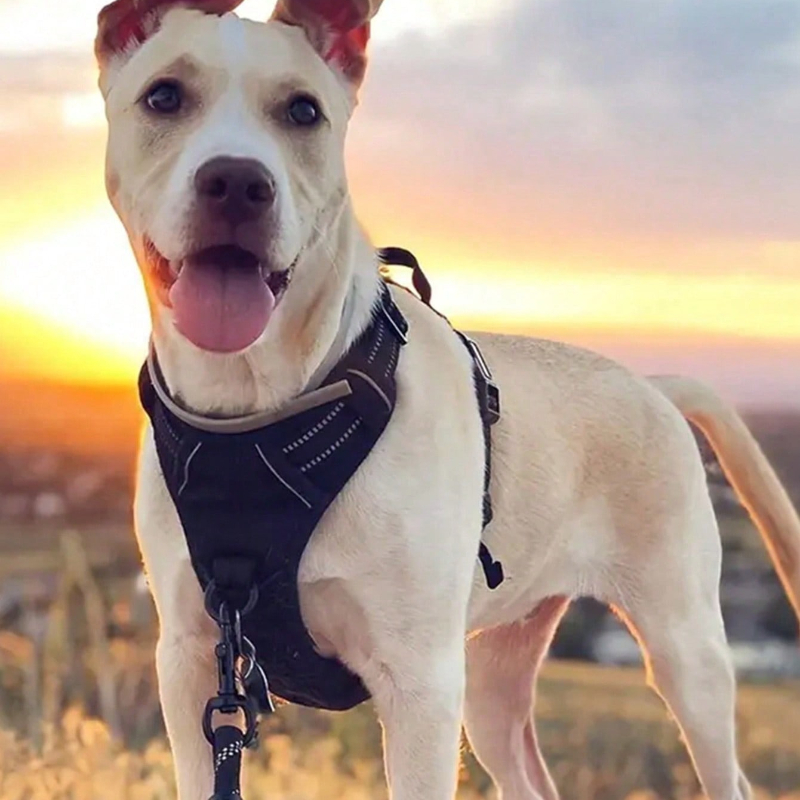 High Reflective Dog Harness Se - Outdoor Adventure Kit のレビューと価格